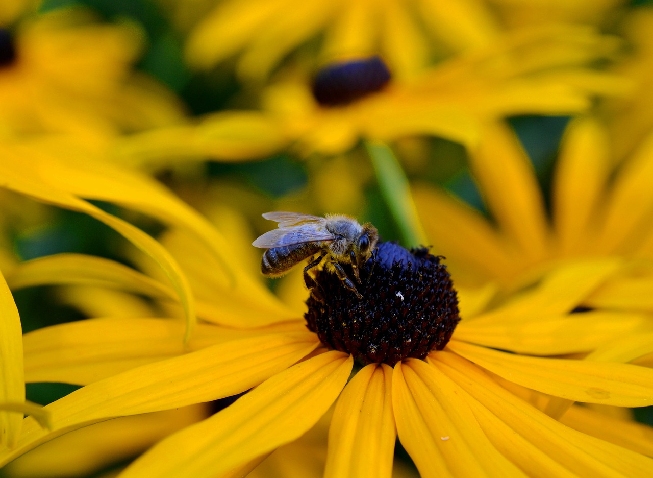 Image - ordinary sonnenhut honey bee