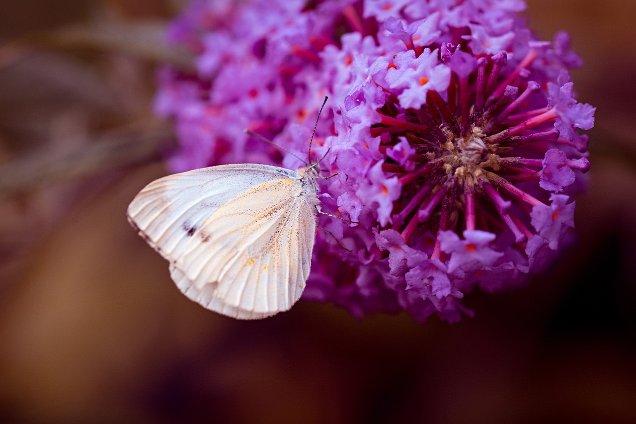 Image - large cabbage white ling