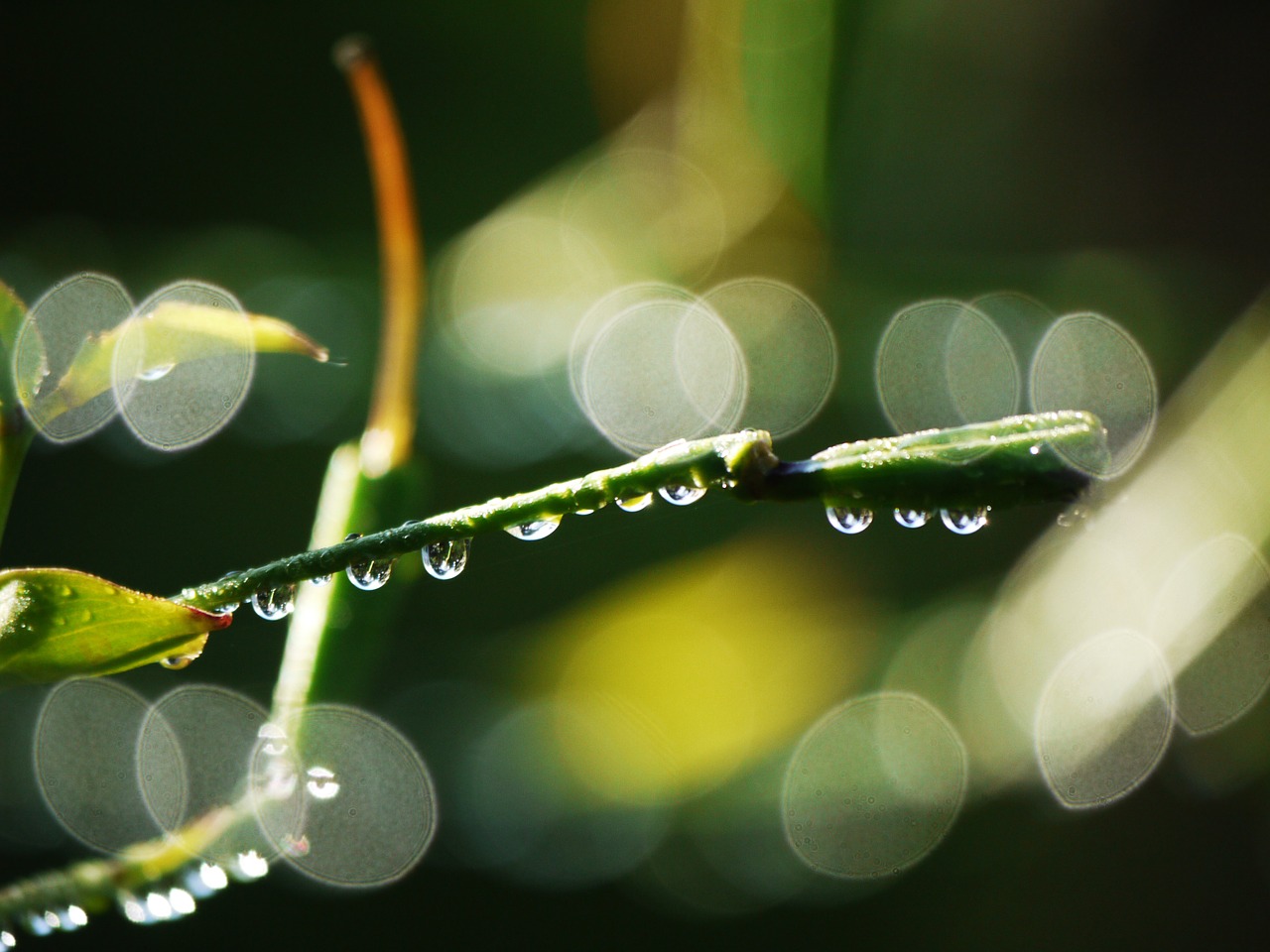 Image - branches bud morgentau raindrop