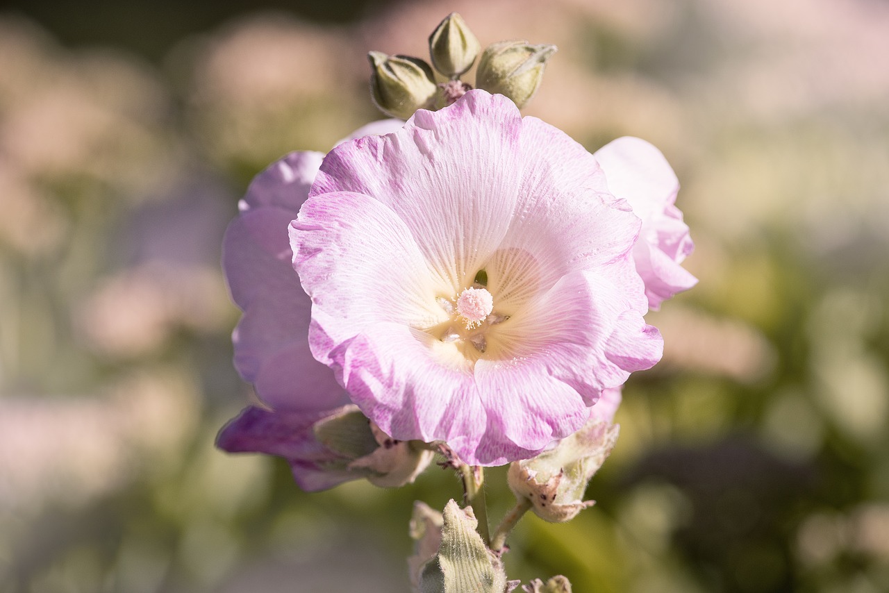 Image - stock rose pink pink hollyhock