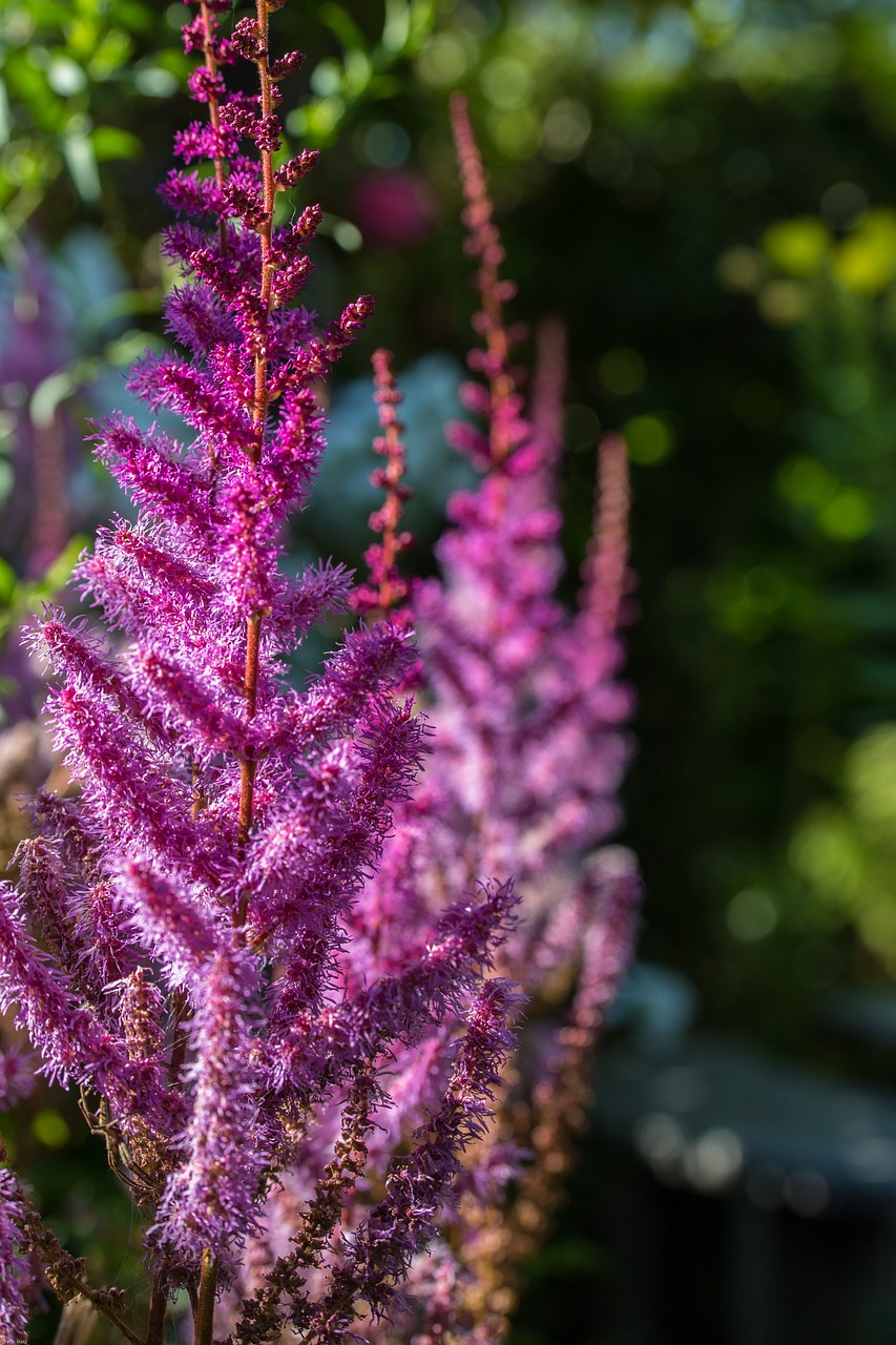 Image - spiere prachtspiere astilbe flower