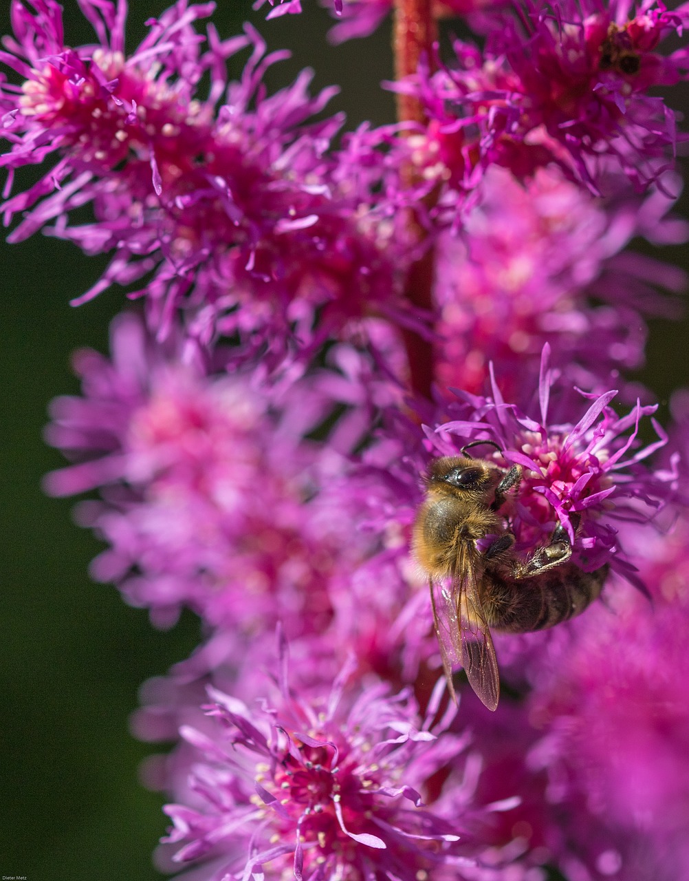 Image - prachtspiere astilbe bee insect