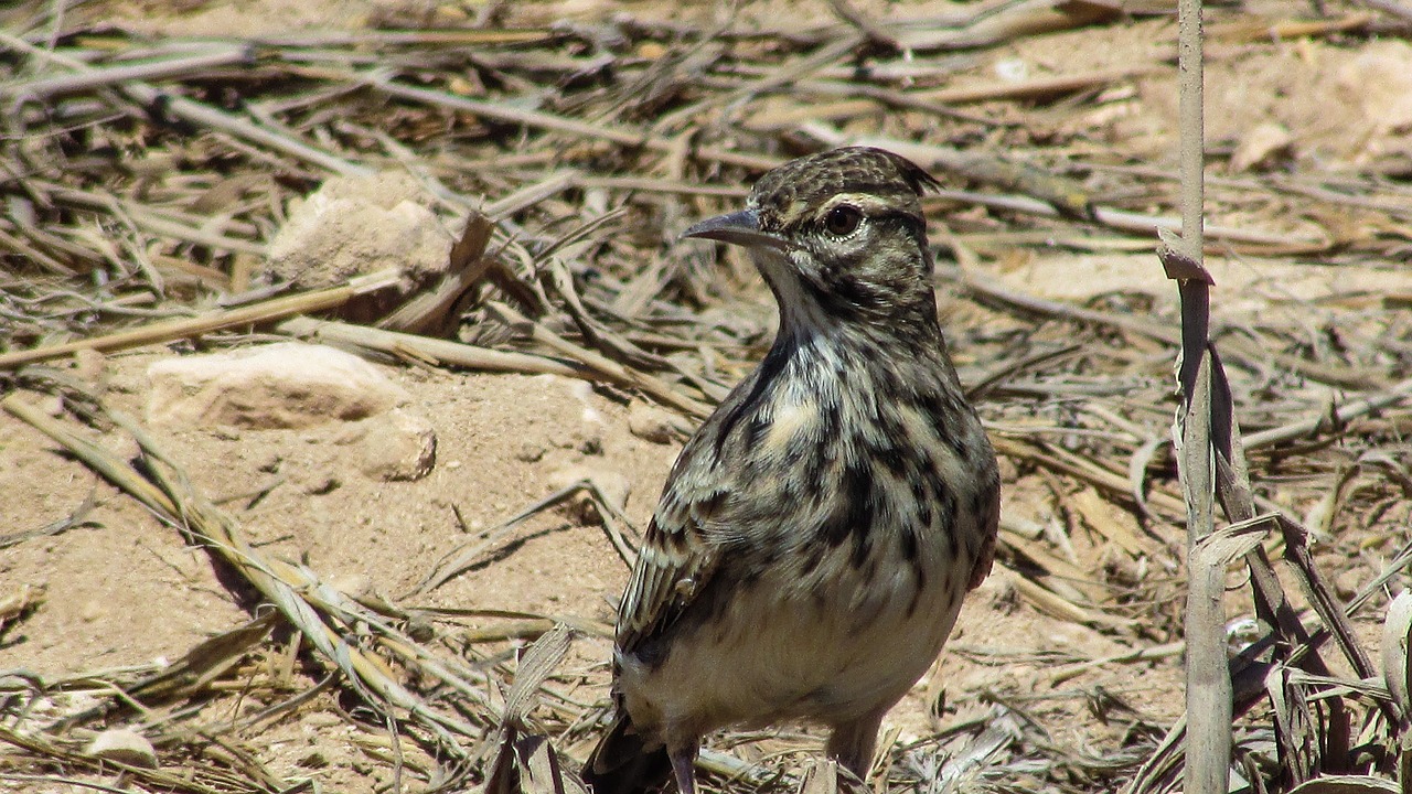 Image - lark bird animal wildlife fauna