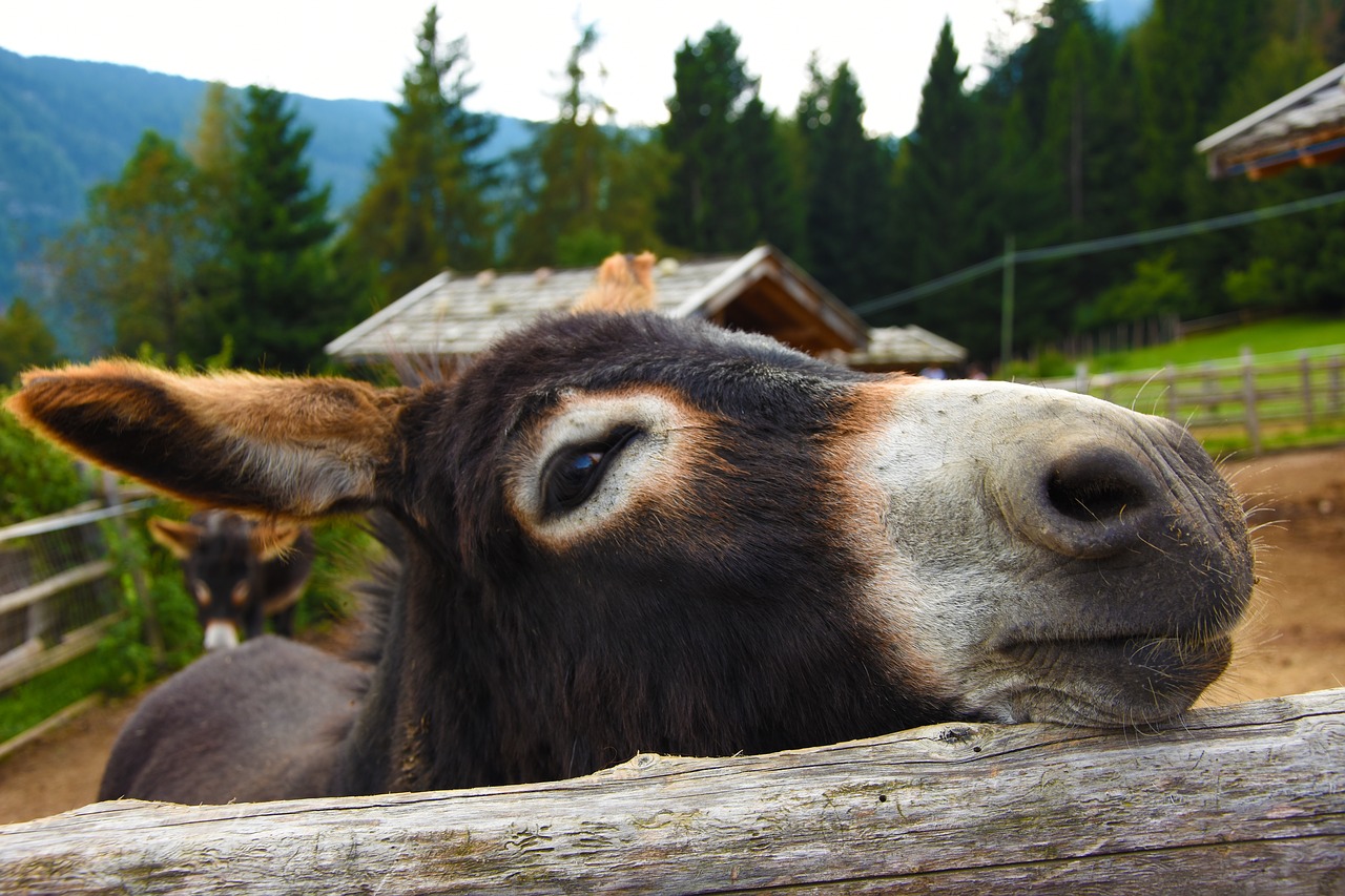 Image - donkey animal beast of burden flock