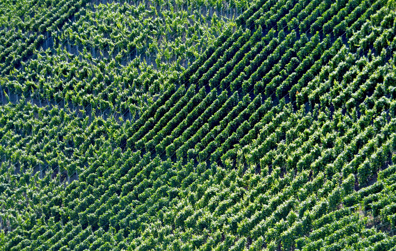 Image - vineyards winegrowing vines vintage