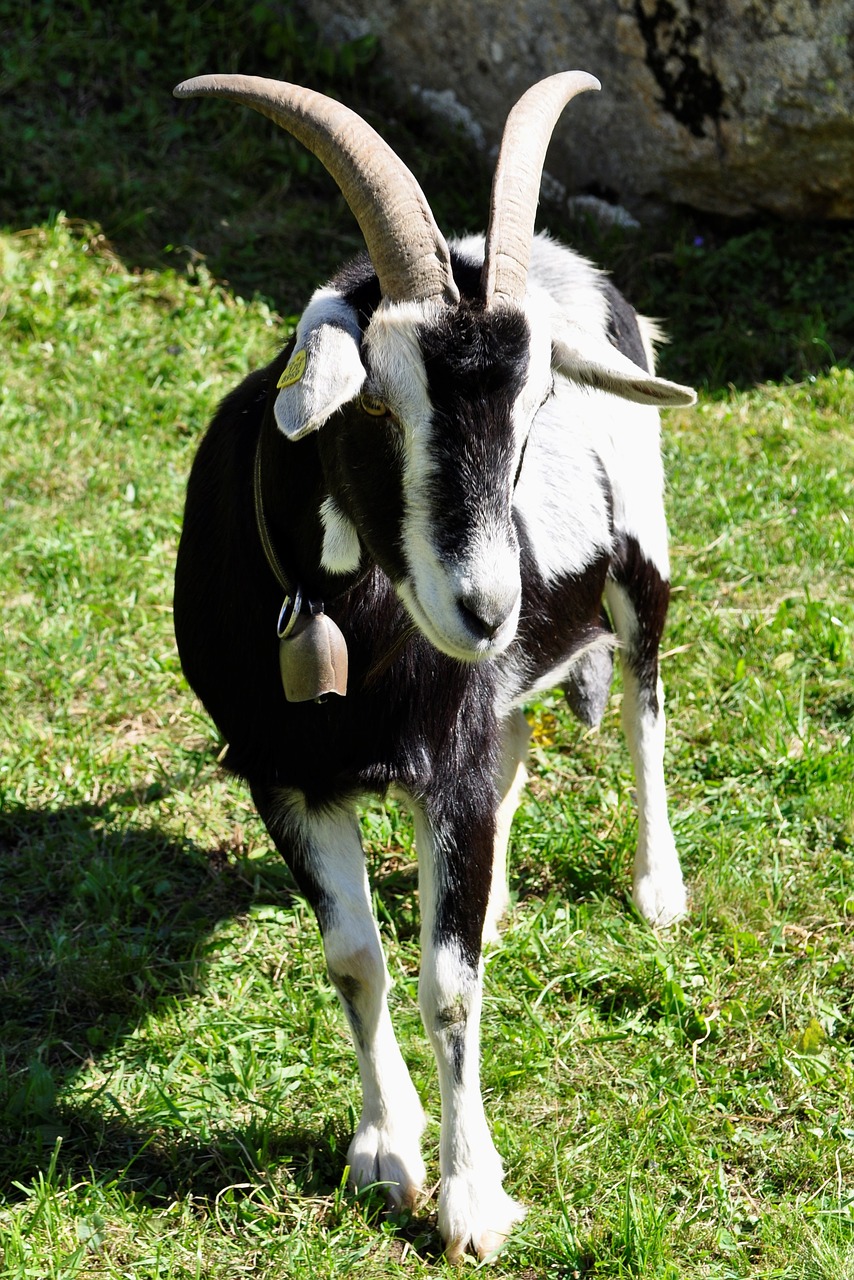 Image - goat swiss horns