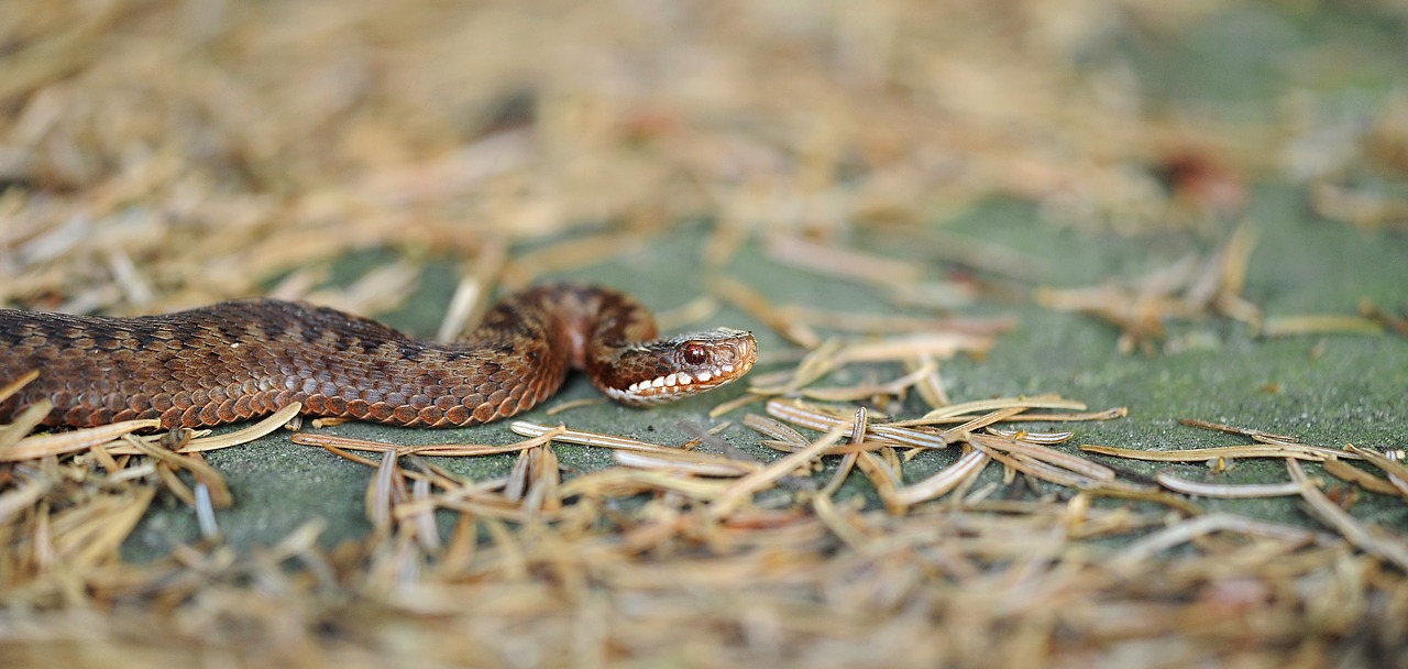 Image - adder snake reptile toxic nature