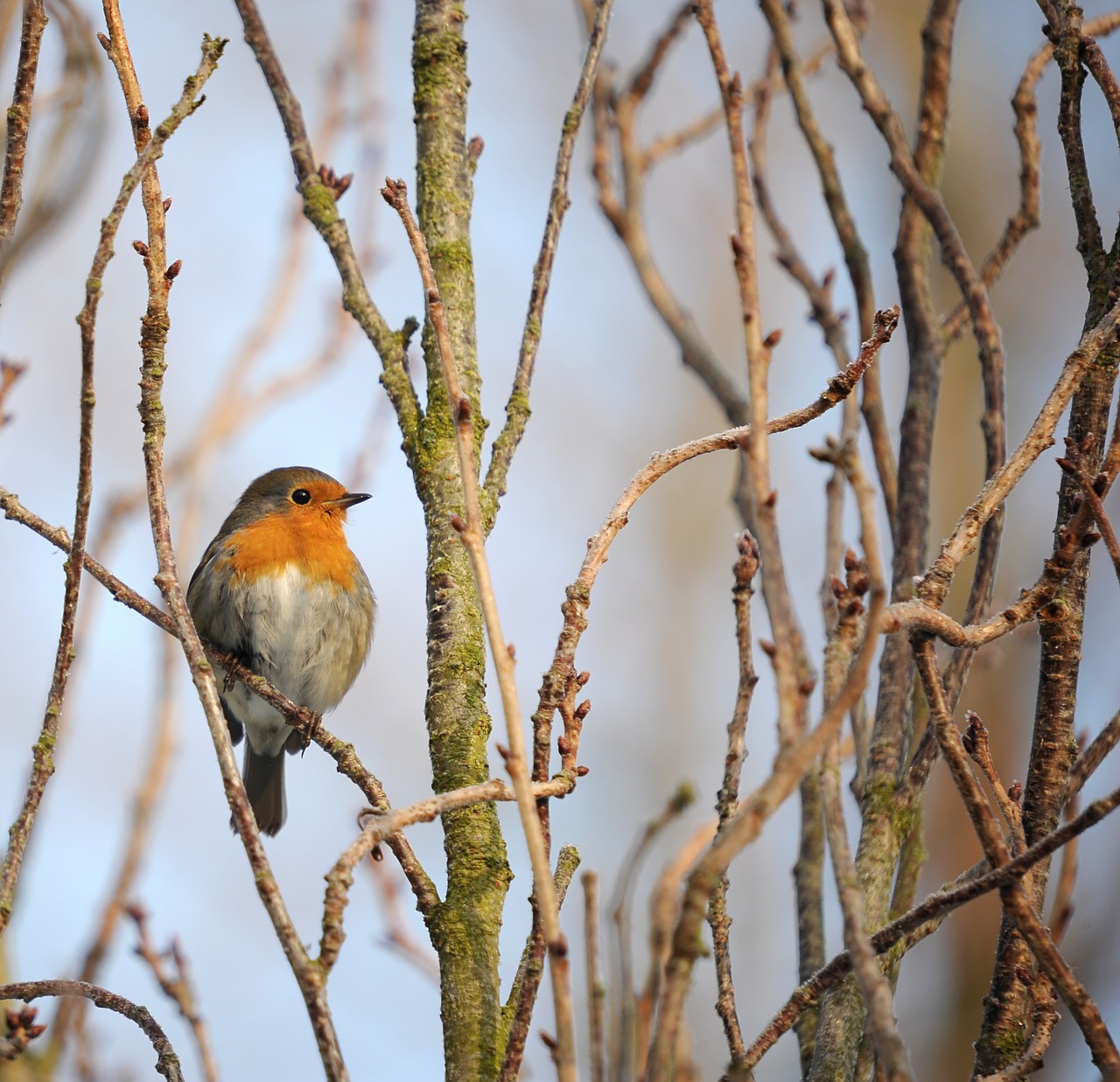 Image - robin songbird bird nature garden