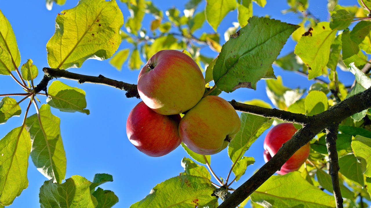 Image - apple fruit boskop delicious