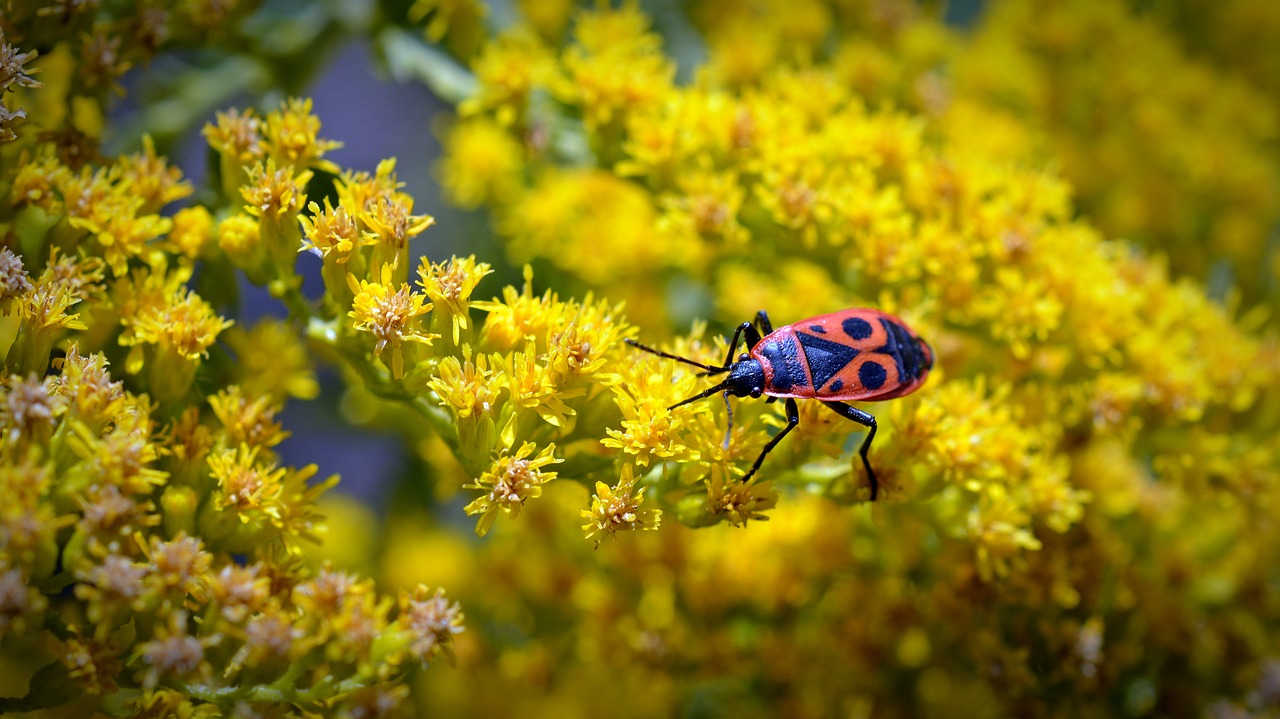 Image - fire beetle insect beetle nature