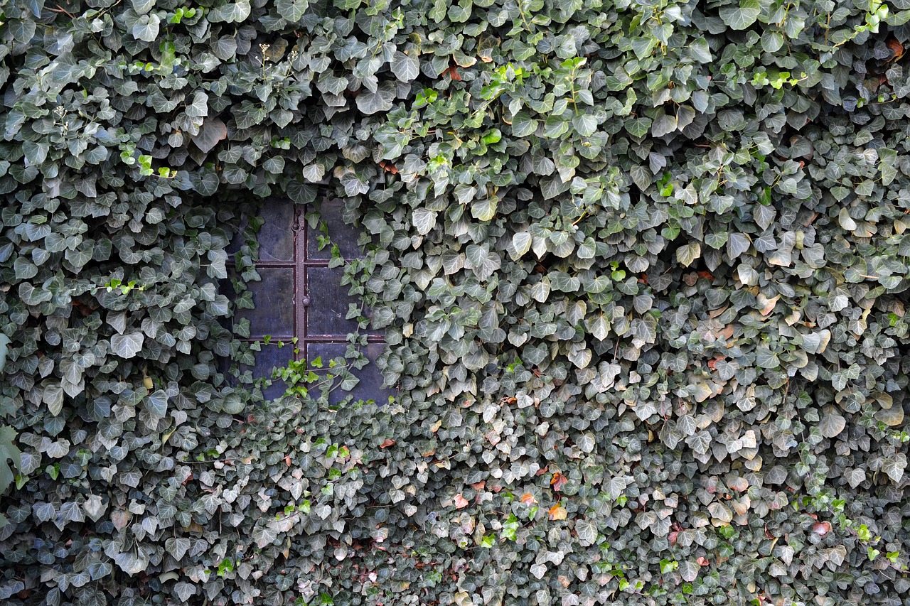 Image - ivy wall window ingrowing