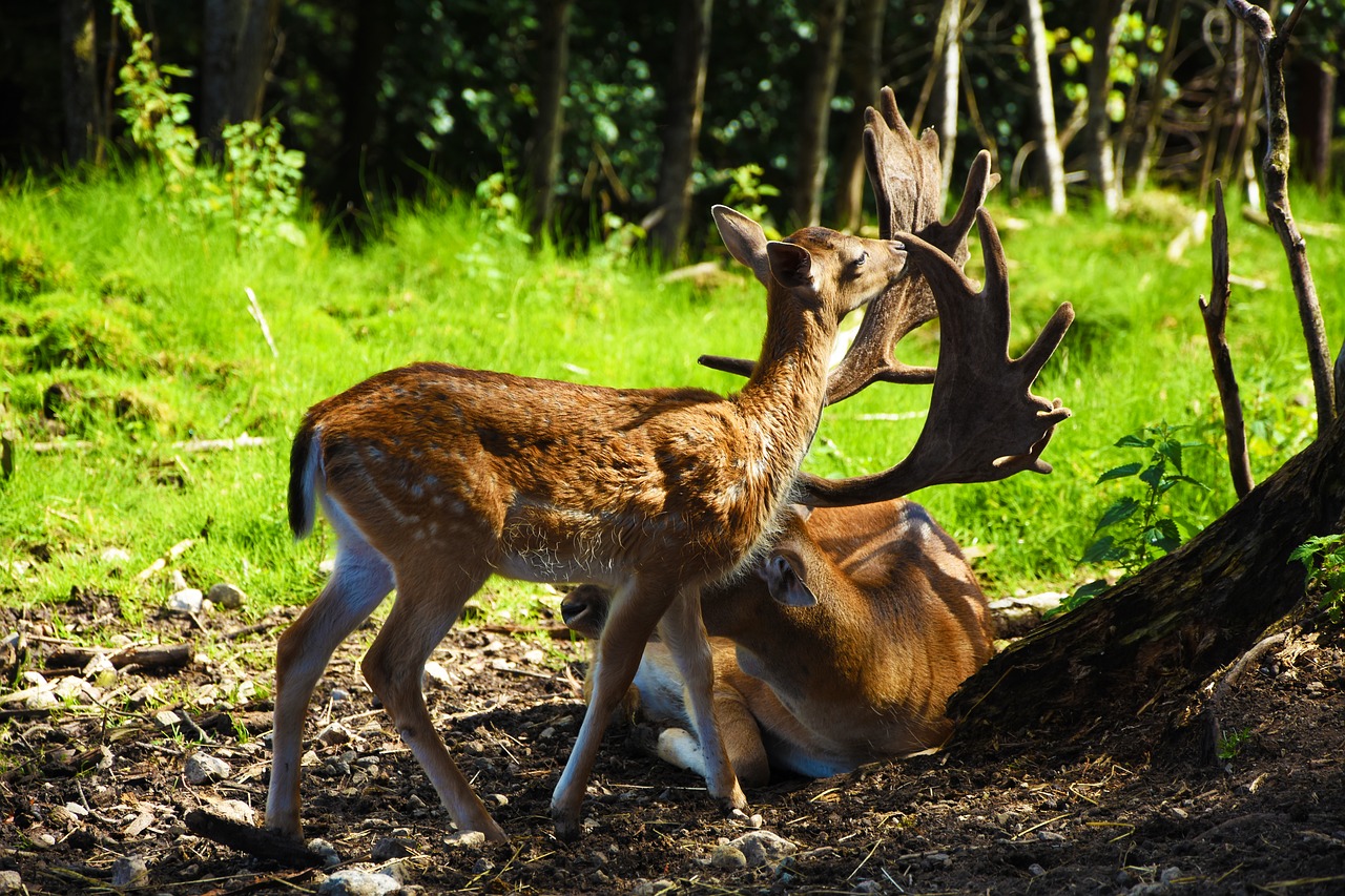 Image - roe deer hirsch wild forest antler