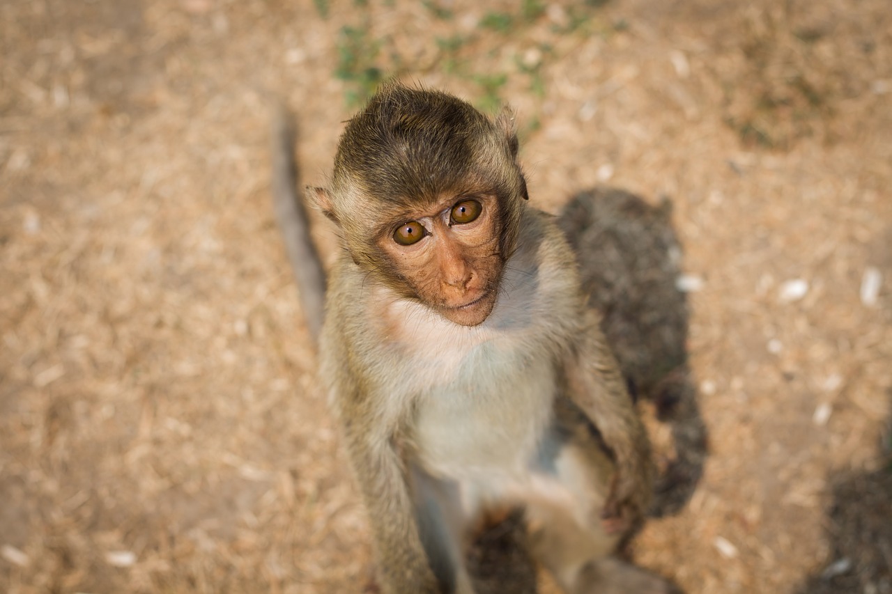 Image - monkey thailand lop buri naughty