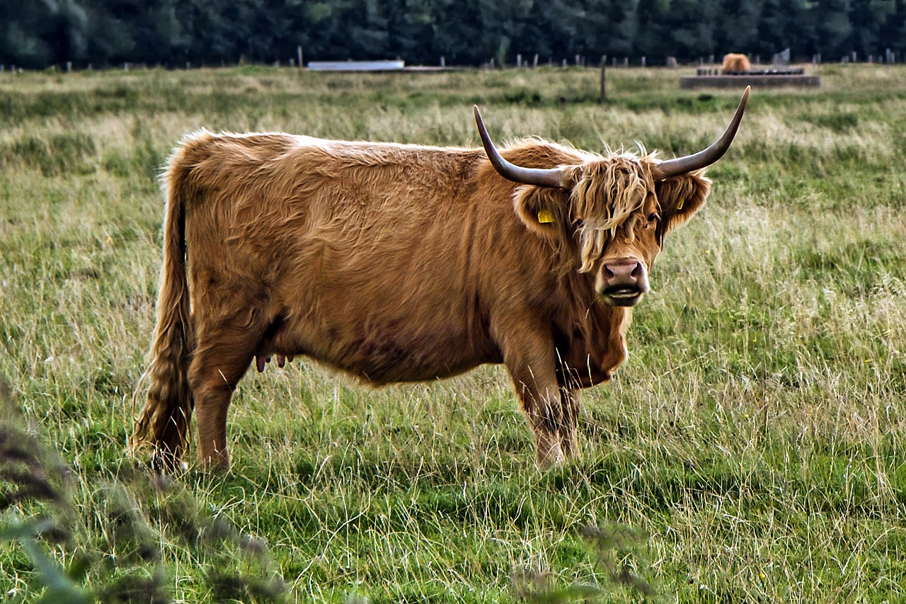 Image - galloway beef livestock agriculture