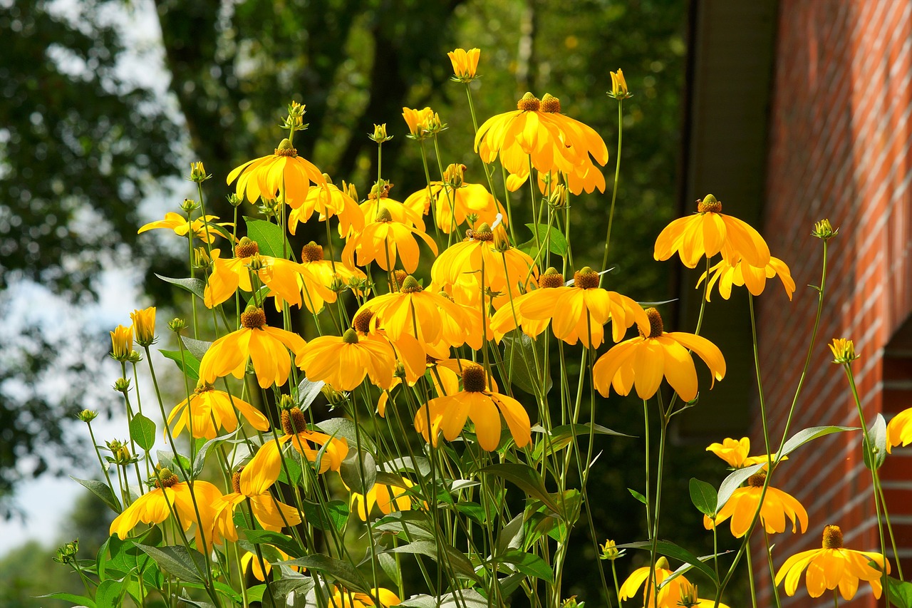 Image - flowers summer cone flowers yellow