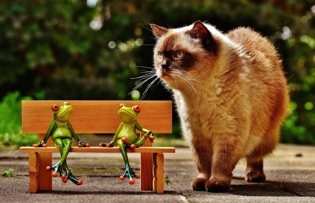 Image - friends sit frogs bank cat