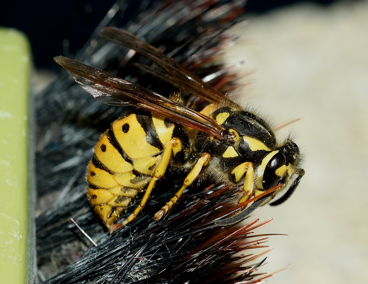 Image - wasp vespula germanica macro