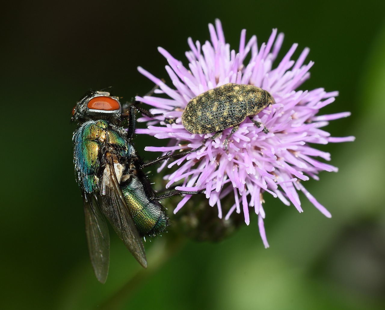 Image - flower moscow lucilla weevil