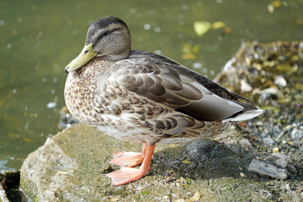 Image - duck lake animal bird nature wild