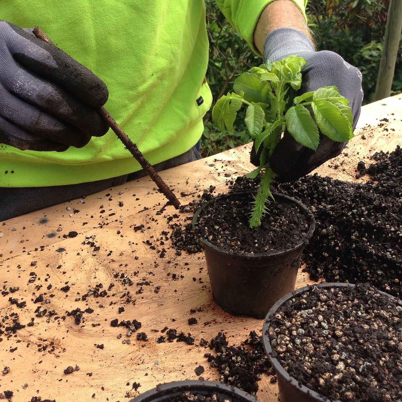 Image - cuttings rose cuttling plant