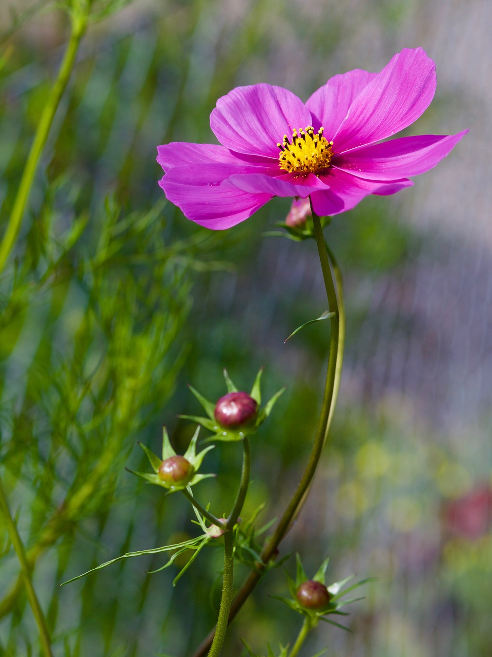 Image - geese flower flower plant nature