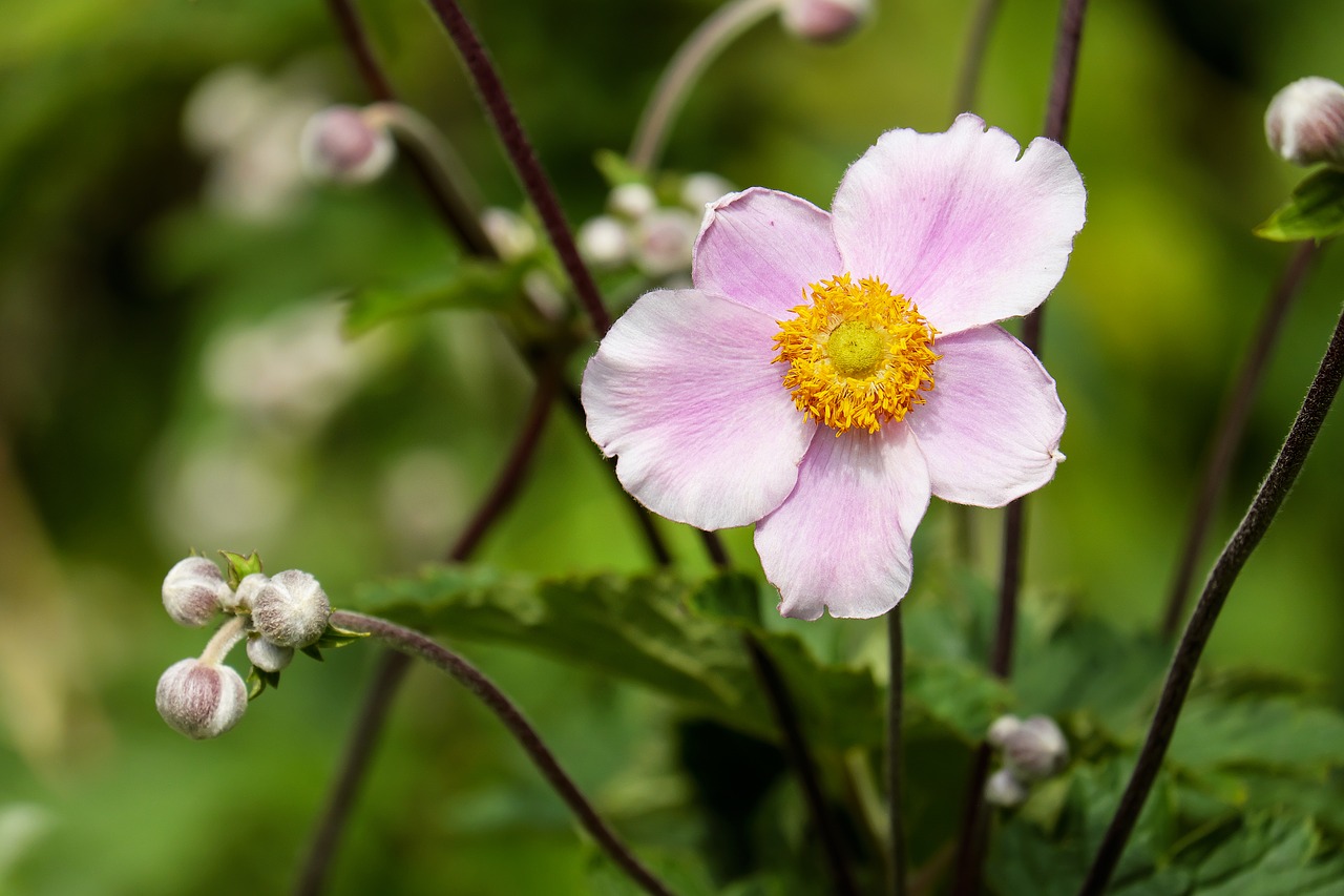 Image - anemone flower blossom bloom