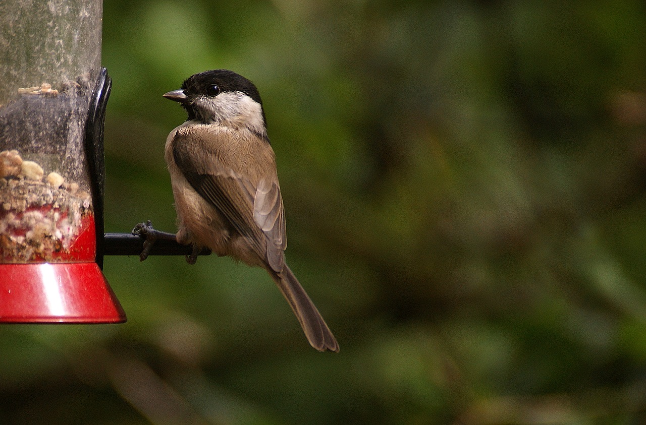 Image - small bird feeding bird nature