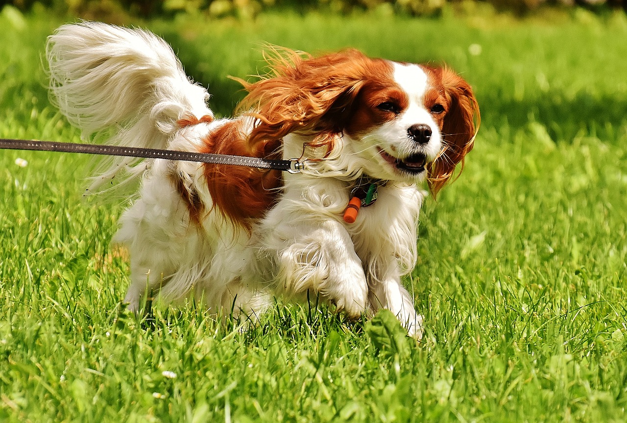 Image - dog cavalier king charles spaniel