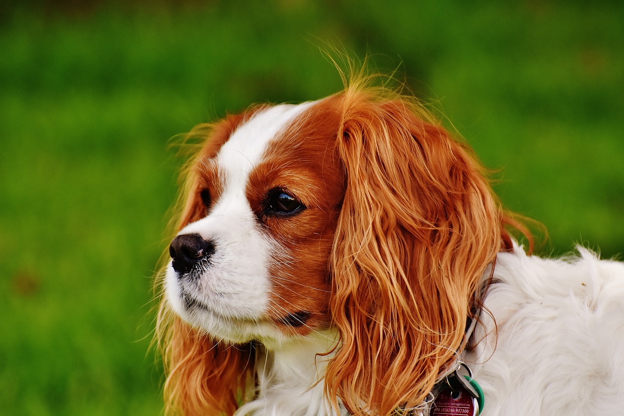 Image - dog cavalier king charles spaniel