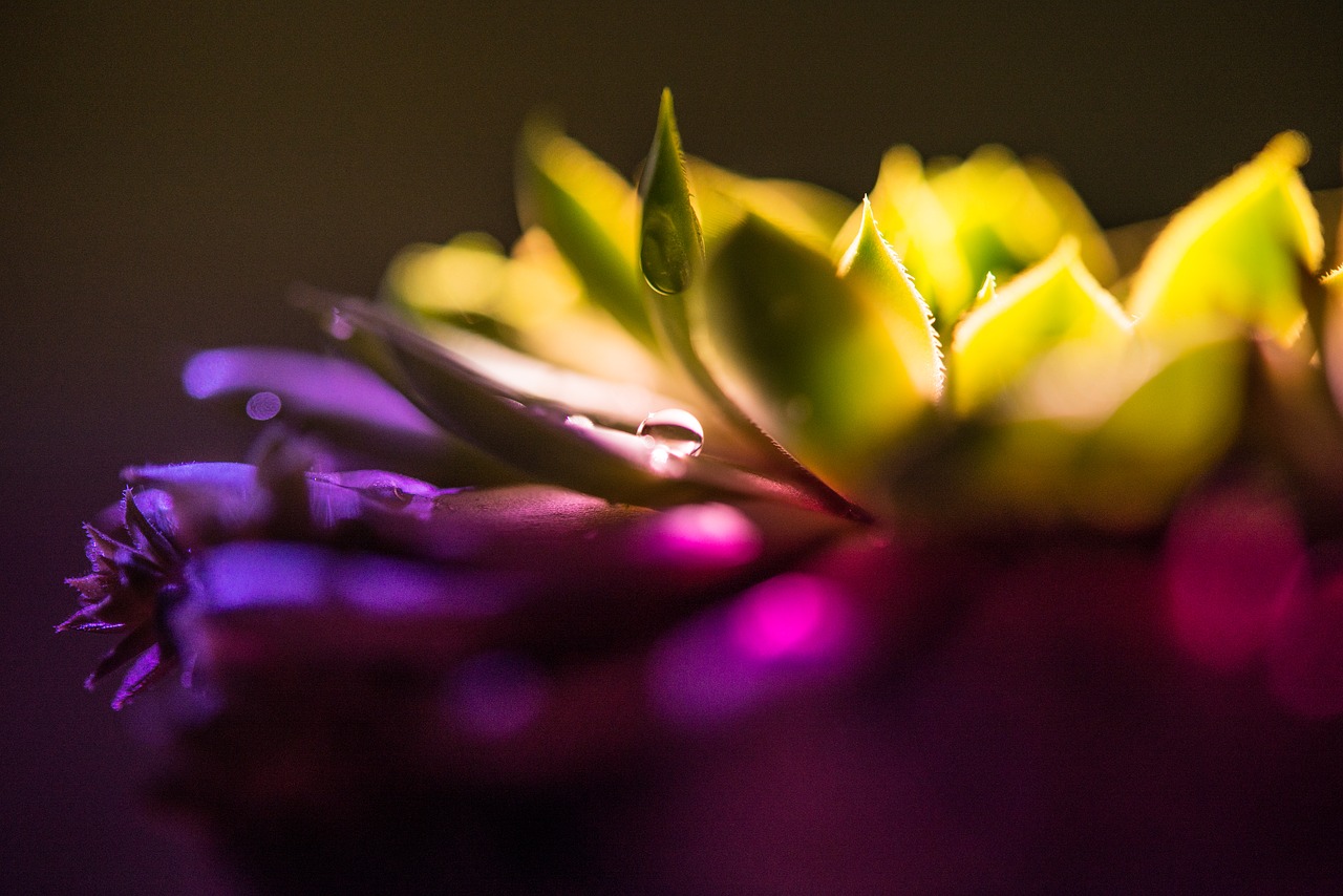 Image - cactus light colors dark prickly