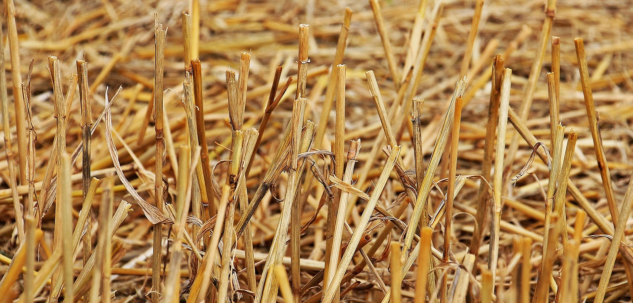 Image - stubble harvest straw agriculture