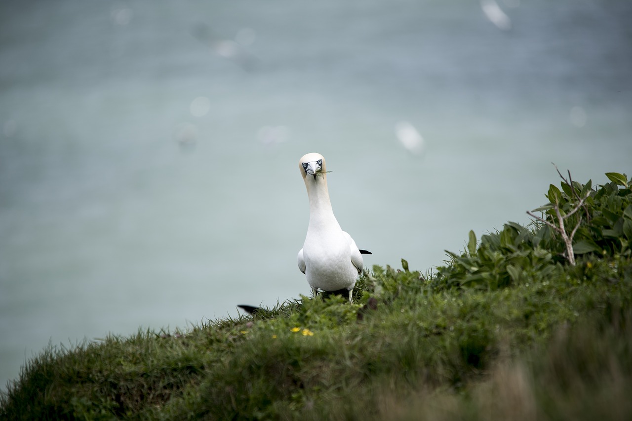 Image - gannet seabird wildlife coastal