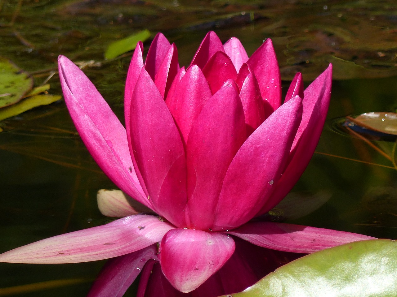 Image - water lily red water leaf summer