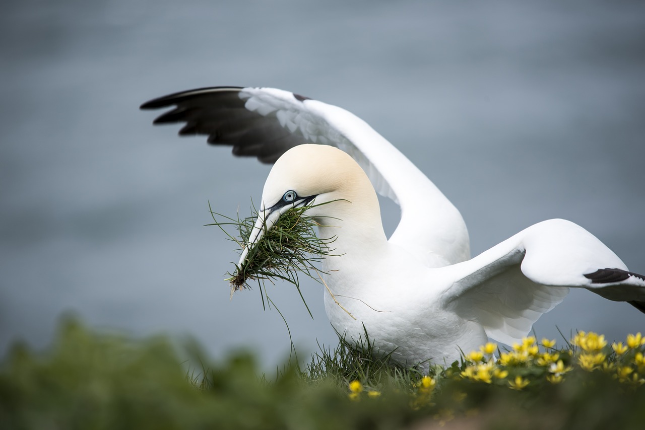 Image - gannet sea bird yellow coast