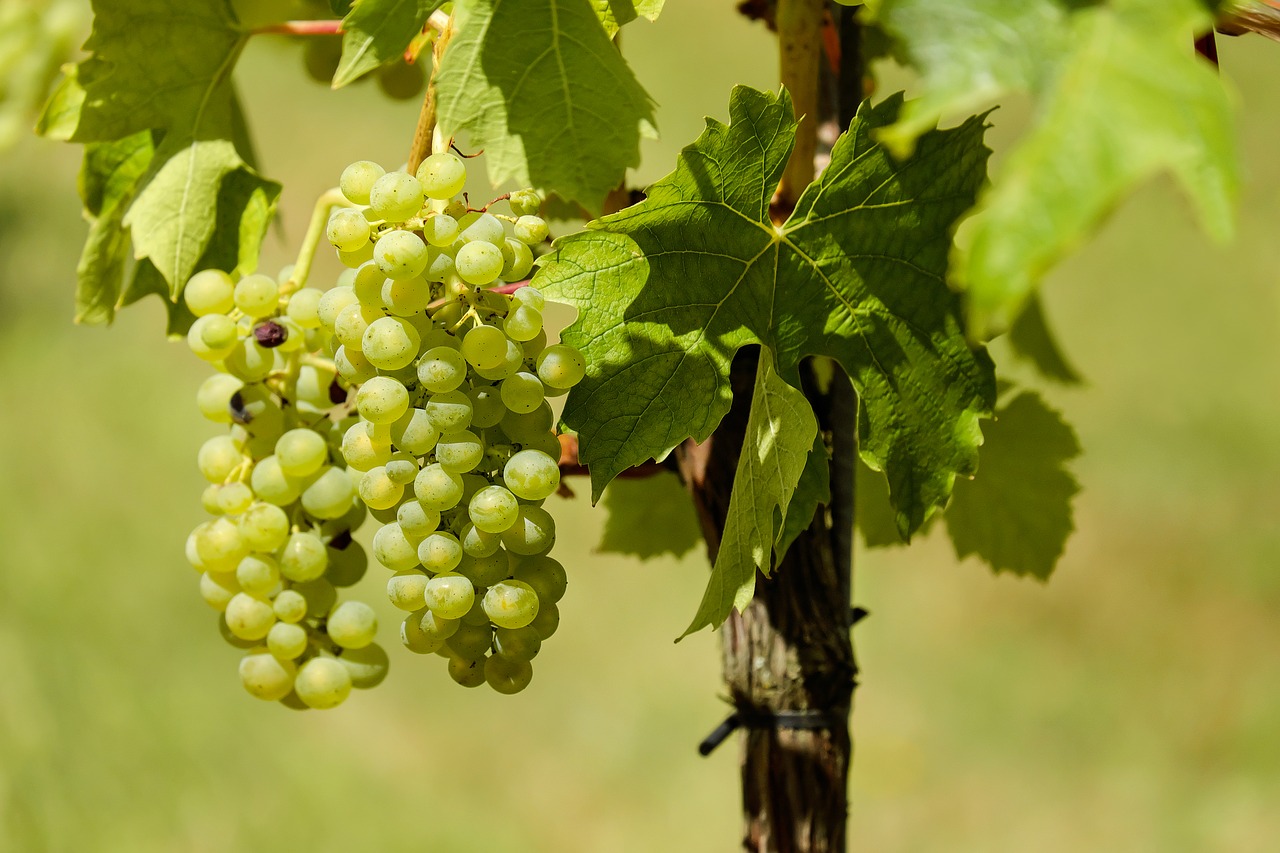 Image - grapes fruit vine vines wine