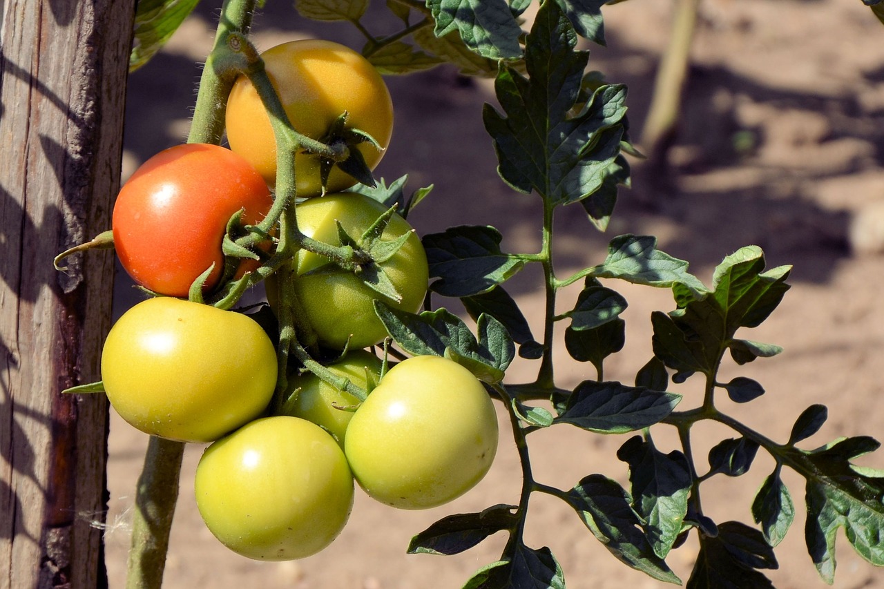 Image - tomatoes immature vegetables garden