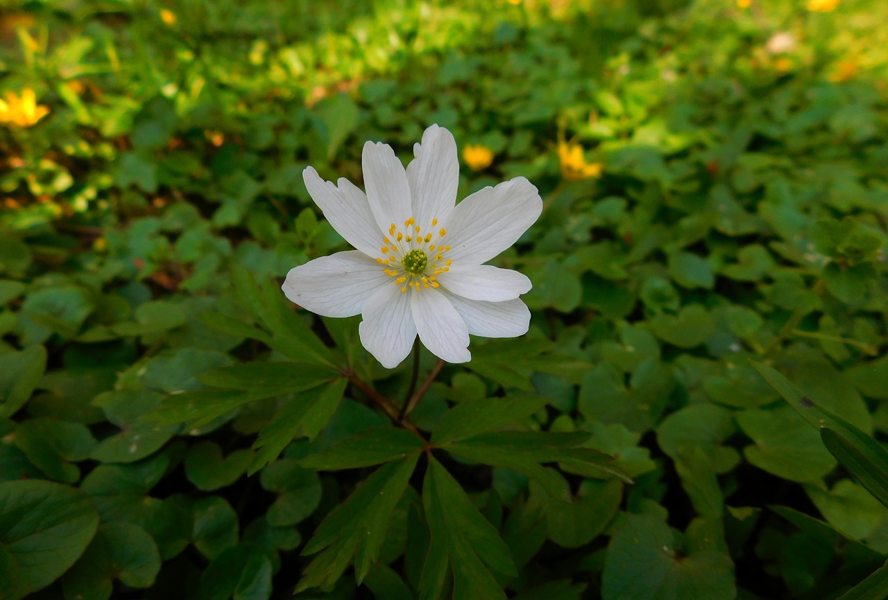 Image - wood anemone pollen small flower