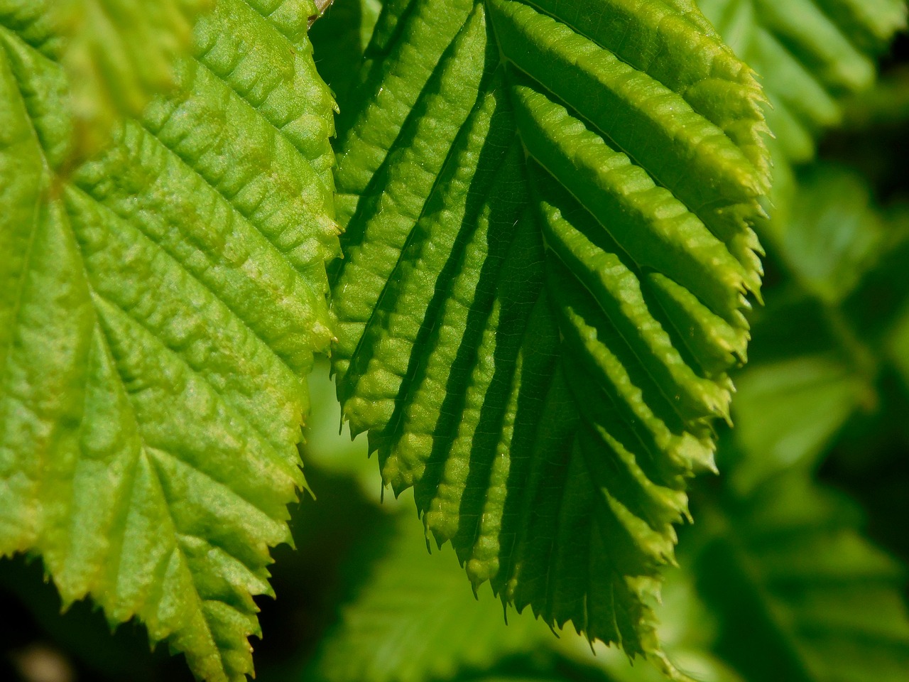 Image - leaf leaves green shadow sunlight