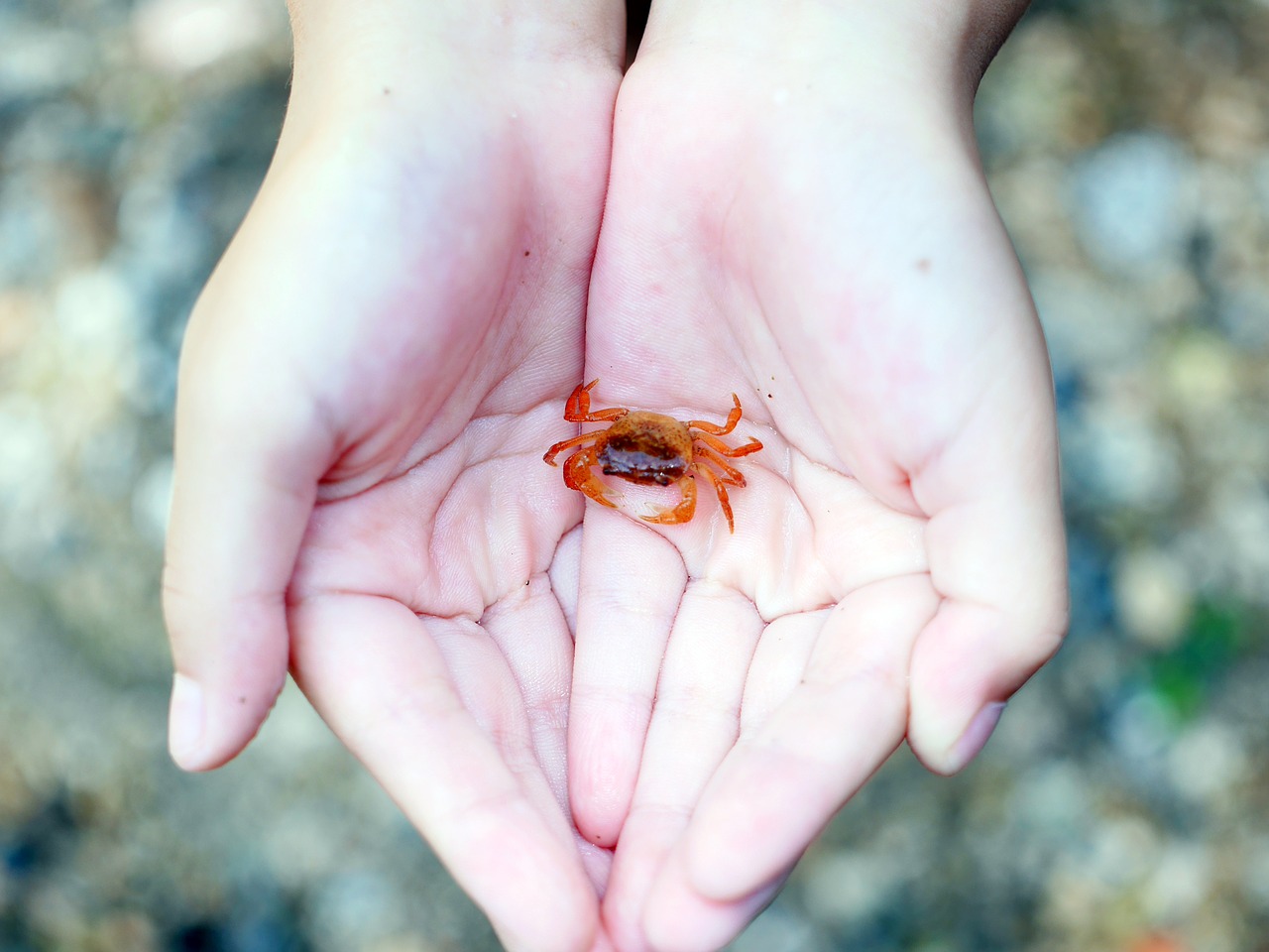 Image - palm crab japanese freshwater crab