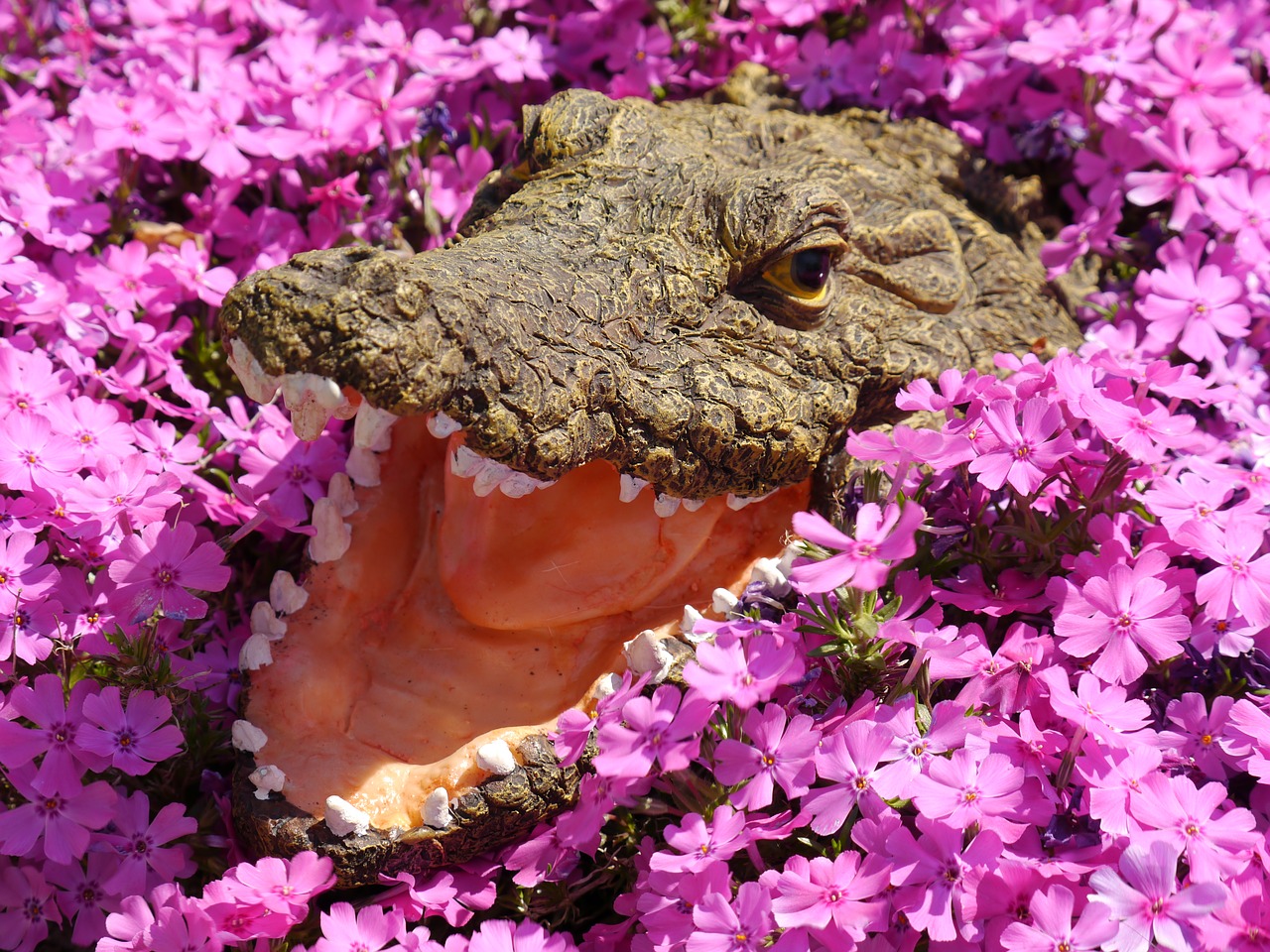 Image - crocodile flowers colorful garden