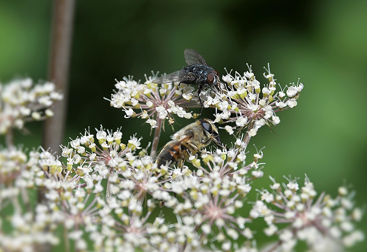 Image - fly arrow cross bee forest