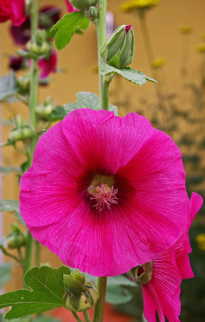 Image - stock rose cottage garden garden