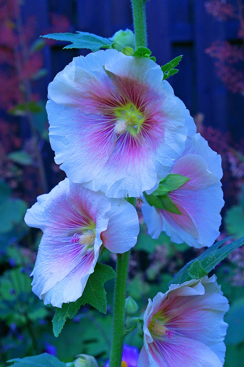 Image - stock rose cottage garden garden