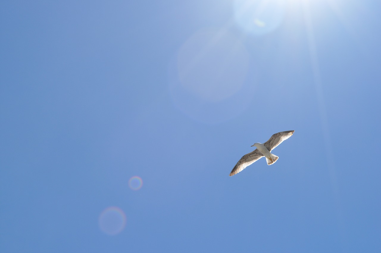 Image - seagull holiday beach sea bird