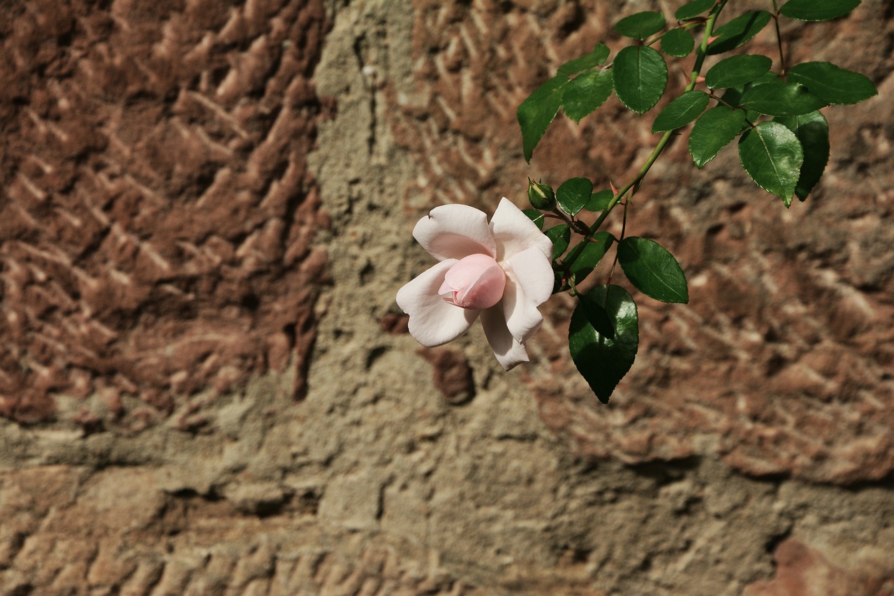 Image - rose pink wall individually