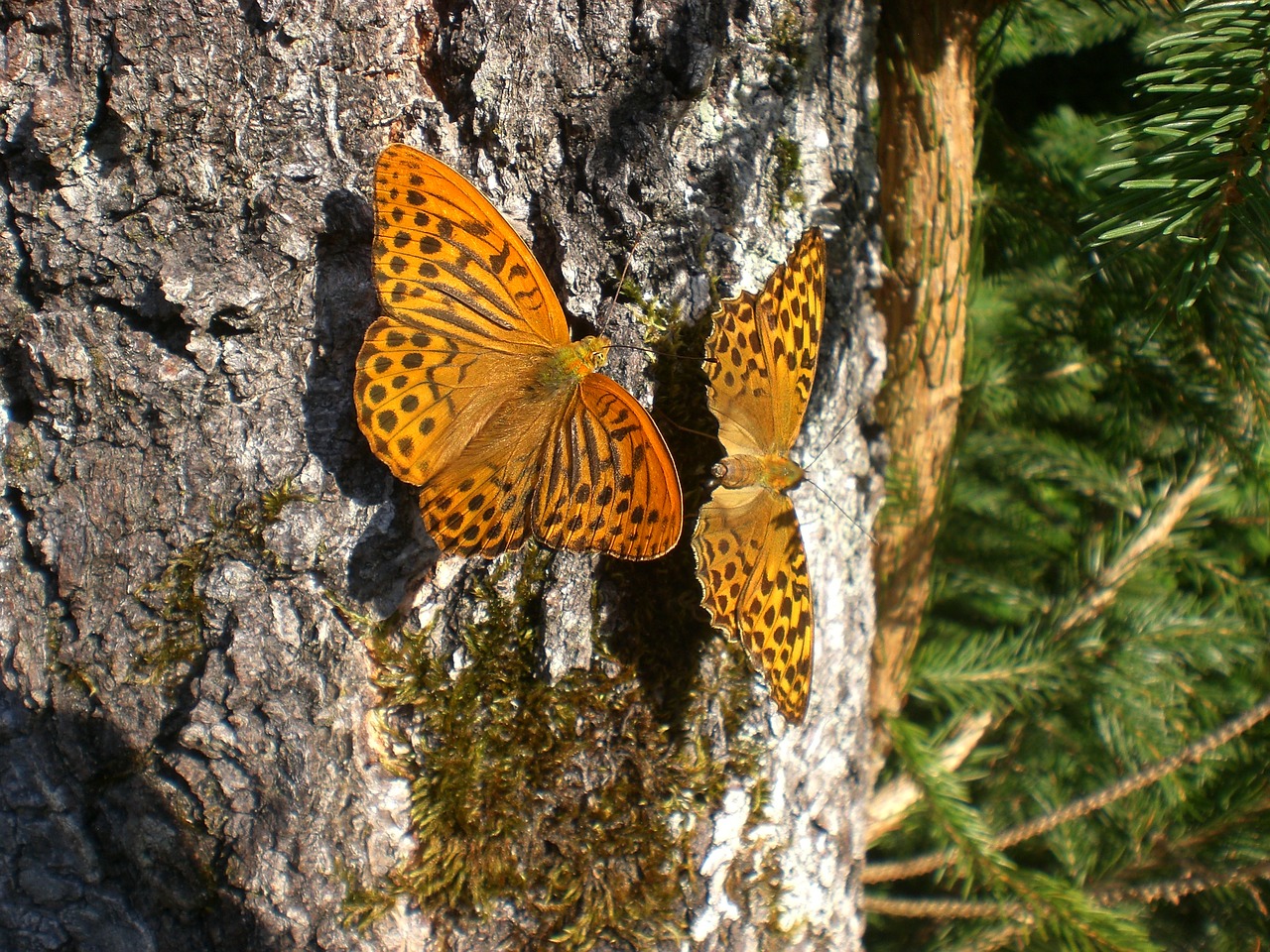 Image - butterflies log orange forest