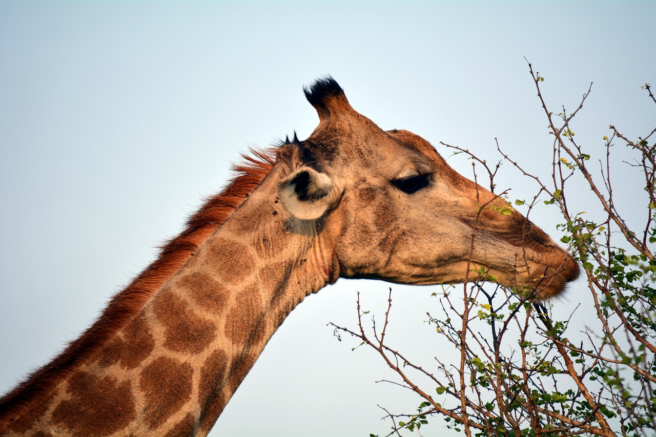 Image - kruger park africa nature giraffe