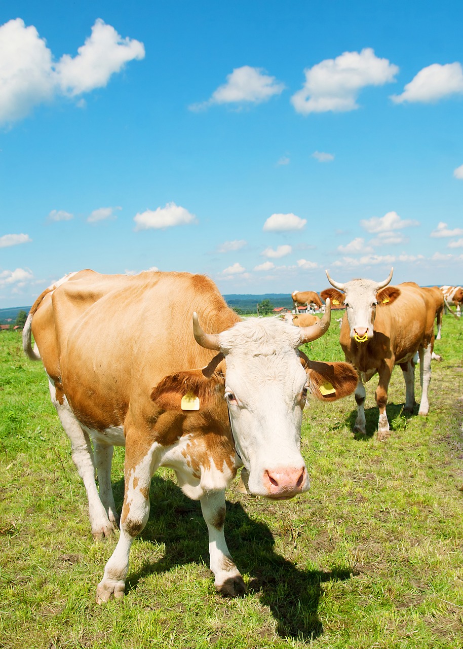 Image - allgäu cow pasture bavaria animal