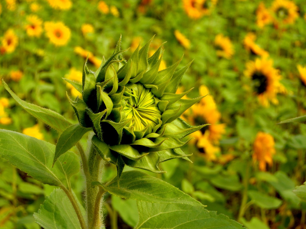 Image - plant the pods sunflower natural