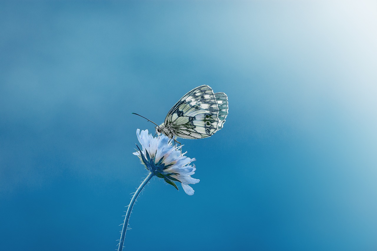 Image - butterfly animal insect close